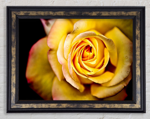 Yellow Rose Dew Drop Framed Print