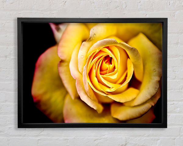 Yellow Rose Dew Drop Framed Print