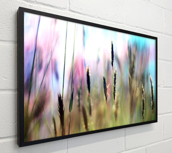 Soft Field Grass