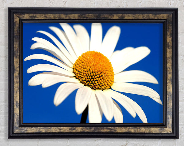 White Daisy Against A Blue Sky Framed Print