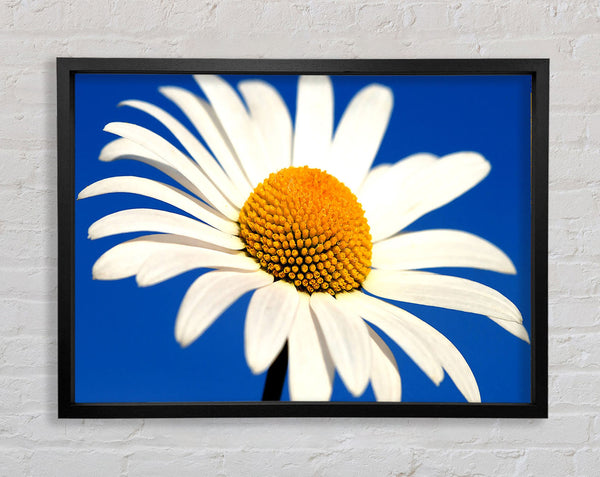 White Daisy Against A Blue Sky Framed Print