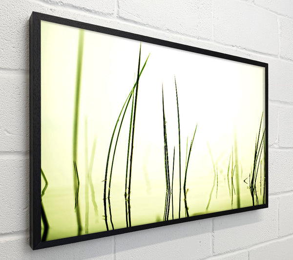 Water Grass