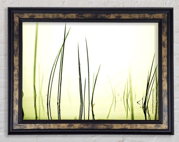 Water Grass Framed Print
