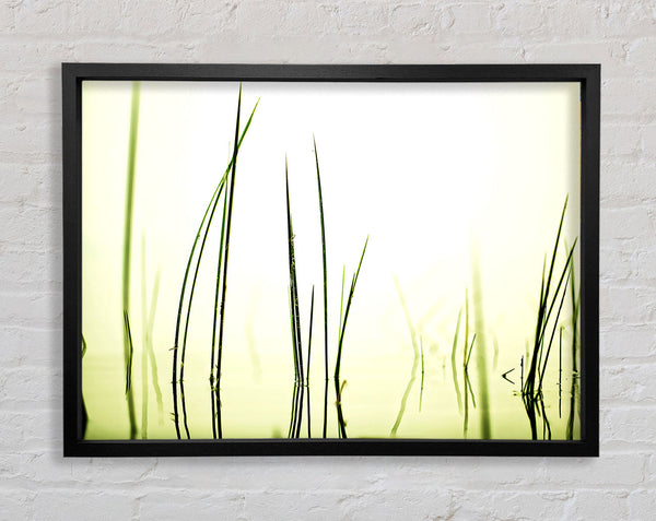 Water Grass Framed Print