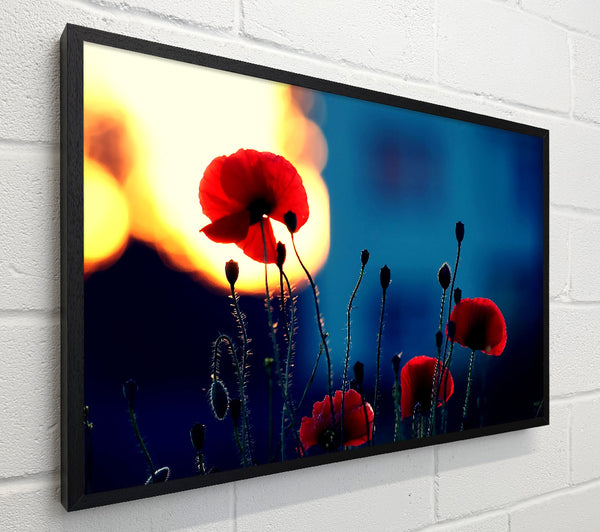 Poppies In The Sunset
