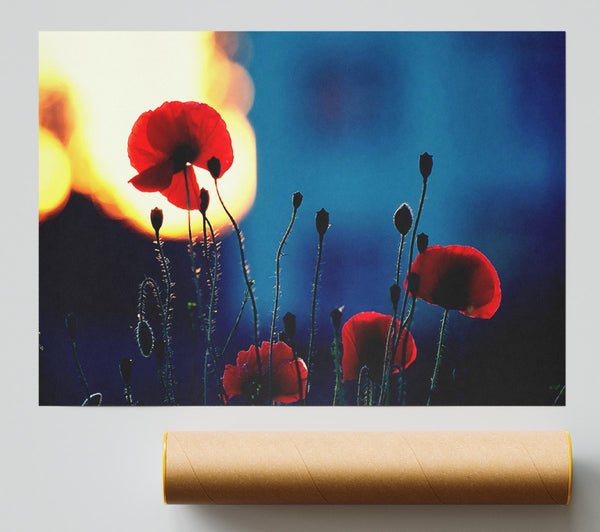 Poppies In The Sunset Print