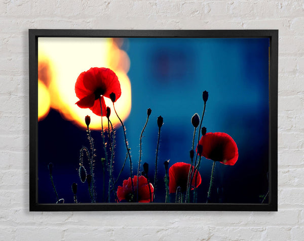 Poppies In The Sunset Framed Print