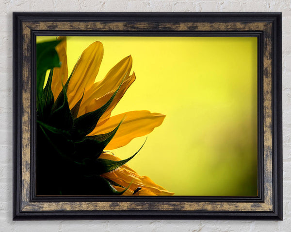 Sunflowers Macro Framed Print
