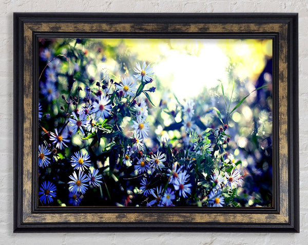 Daisy Mayhem Framed Print
