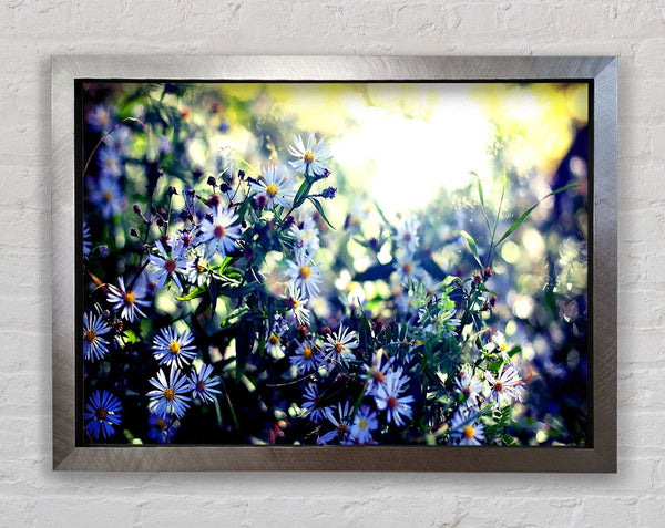 Daisy Mayhem Framed Print