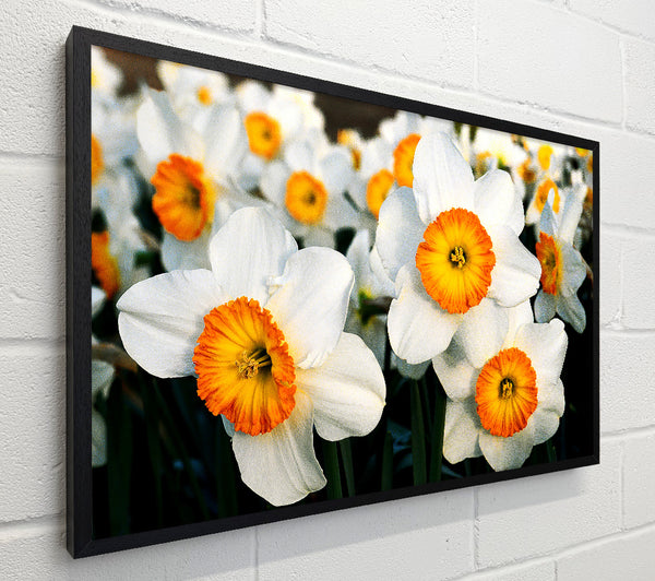 White Daffodils
