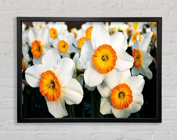 White Daffodils Framed Print