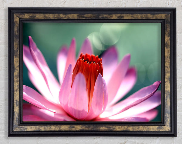 Light Purple Petals Framed Print