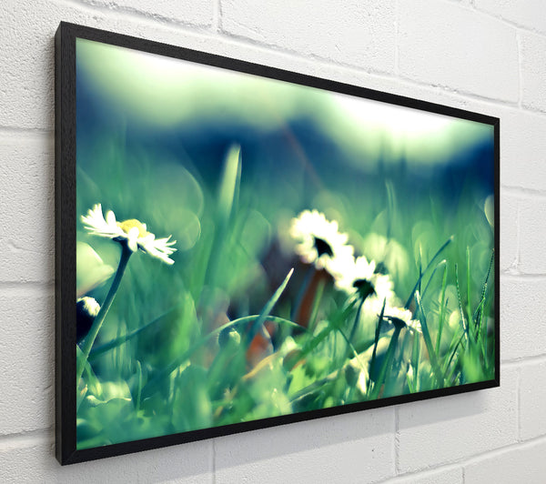 Daisies And Grass