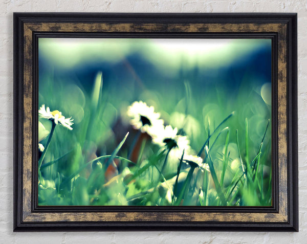 Daisies And Grass Framed Print