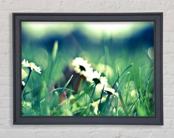 Gänseblümchen und Gras
