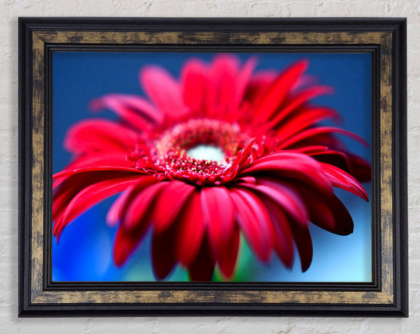Fathers Day Flowers Framed Print