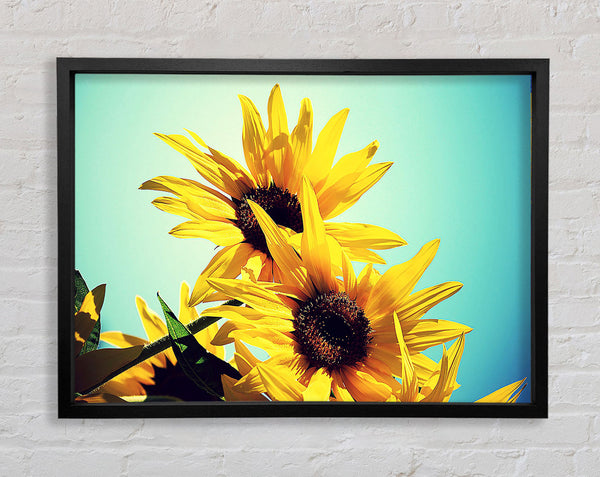 Sunflowers Against Blue Sky Framed Print