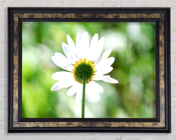 Daisy In The Sun Framed Print