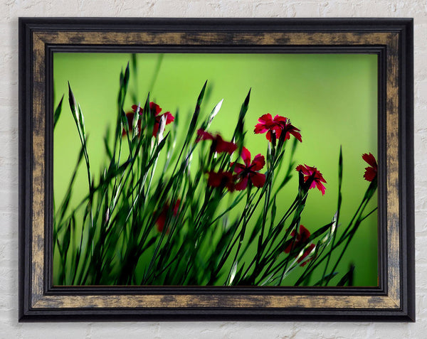 Small Field Flowers Framed Print