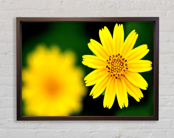 Beautiful Yellow Flower Framed Print