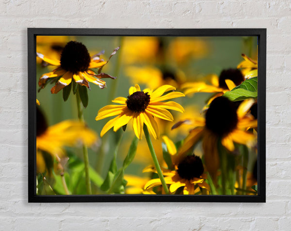 Yellow Flowers In The Garden Framed Print