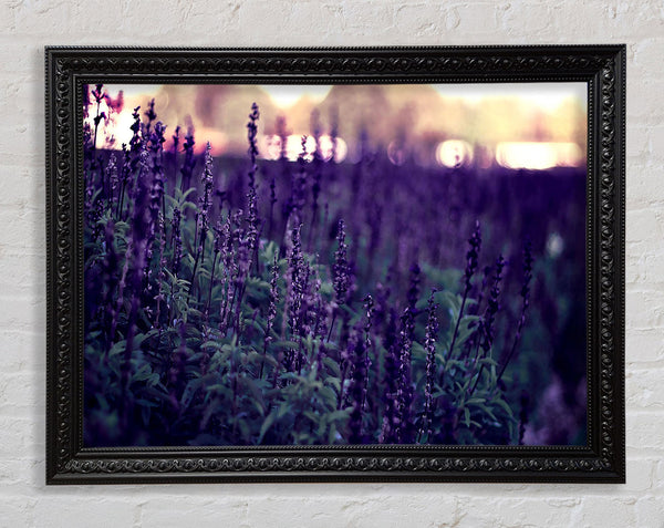 Lavender Framed Print