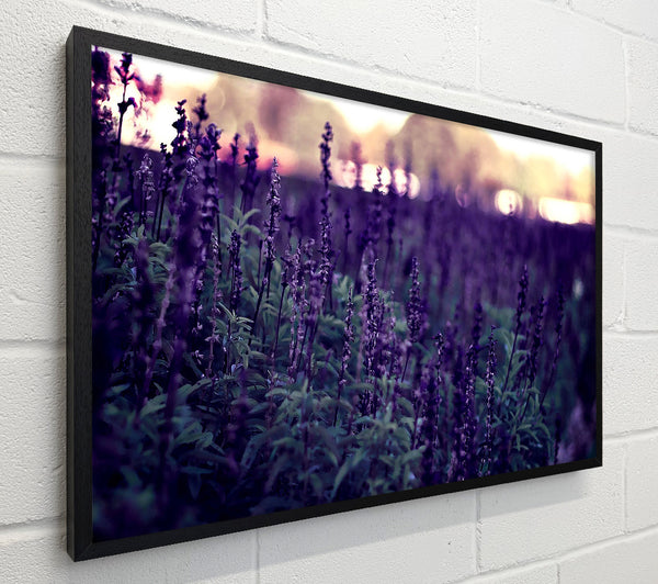 Lavender