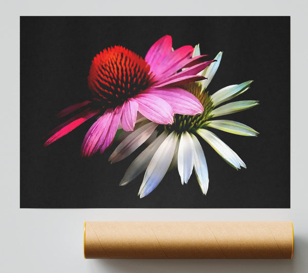 Cone Flowers Black Background Print