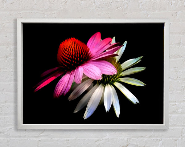 Cone Flowers Black Background Framed Print