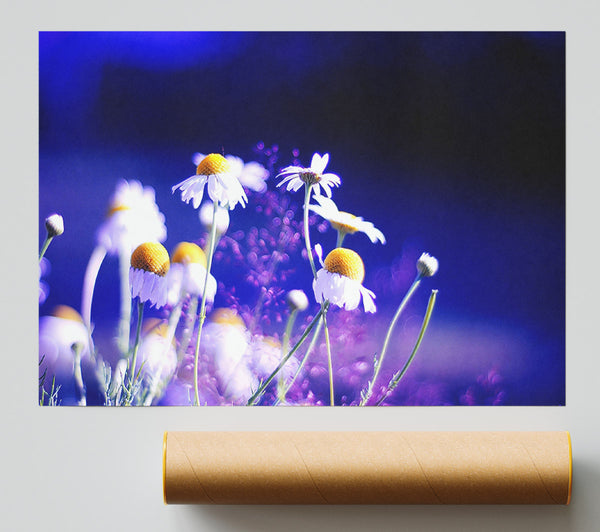 Beautiful Chamomile Flowers Poster