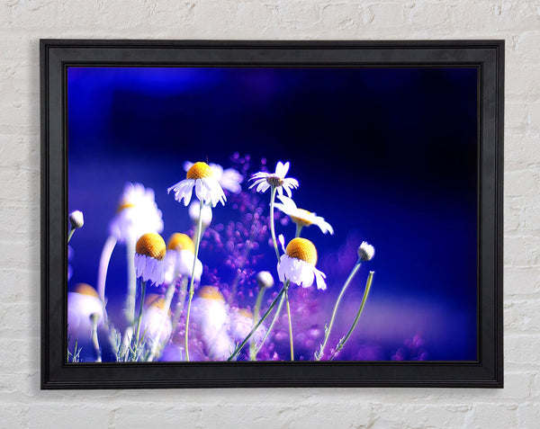 Beautiful Chamomile Flowers Framed Print