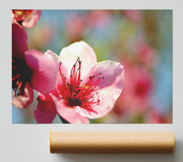 Pink Flower Cherry Tree Giclee Print