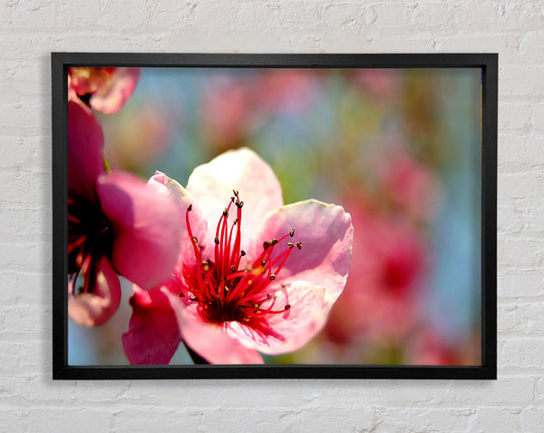 Pink Flower Cherry Tree Framed Print
