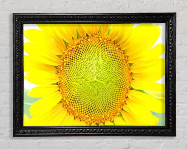 Dear Summer Framed Print