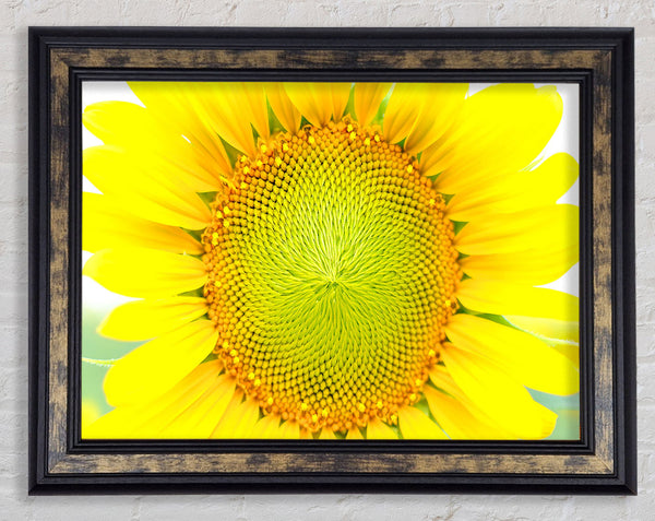 Dear Summer Framed Print