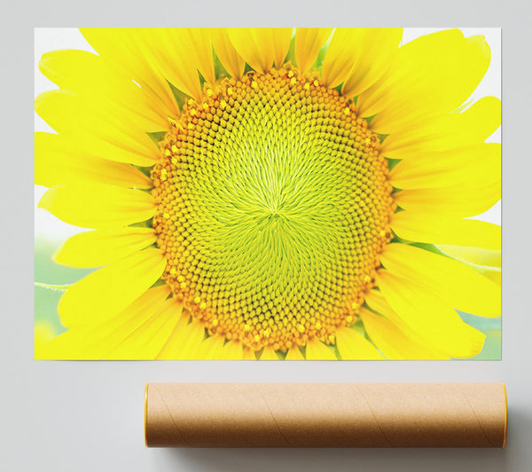 Dear Summer Poster