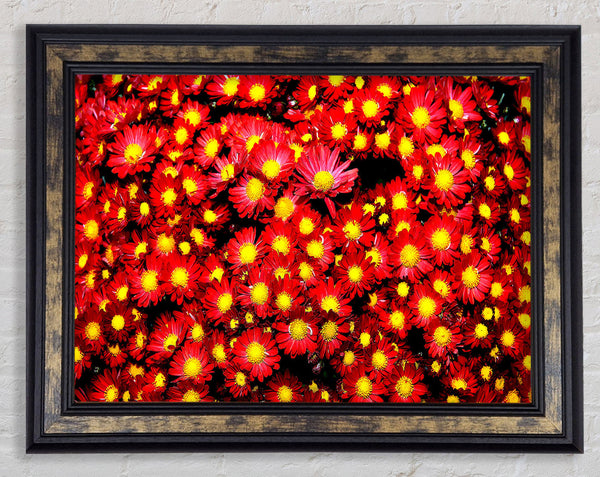 Chrysanthemums Framed Print