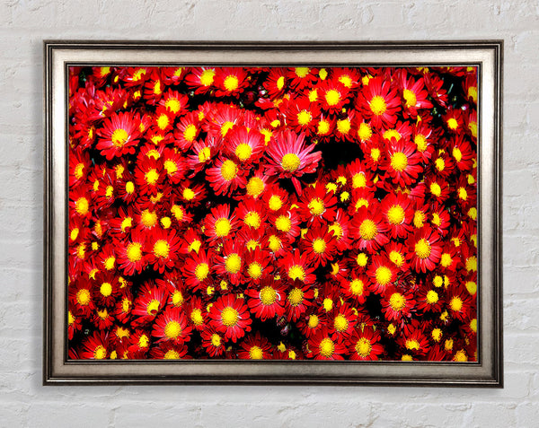 Chrysanthemums Framed Print
