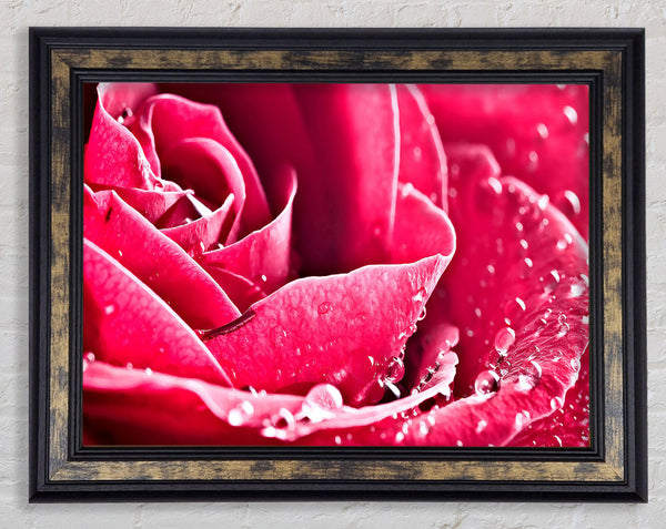 Rose Petals In Bloom Framed Print
