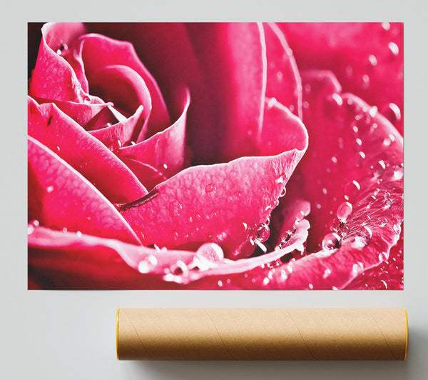 Rose Petals In Bloom Poster