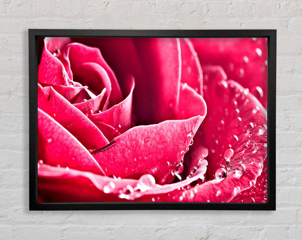 Rose Petals In Bloom Framed Print