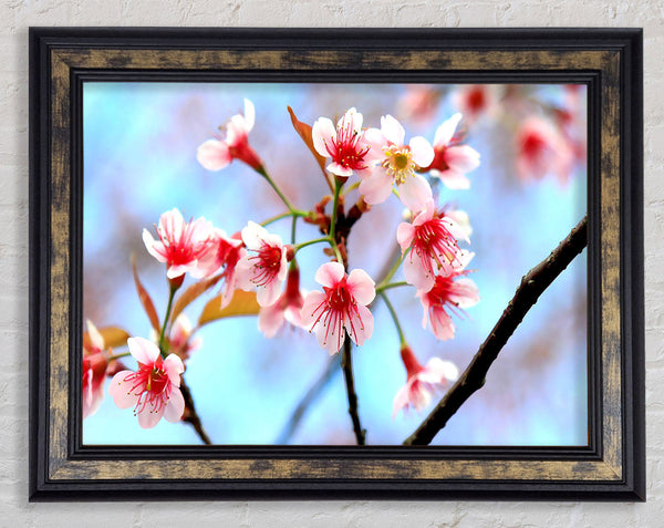 Wild Himalayan Cherry Framed Print