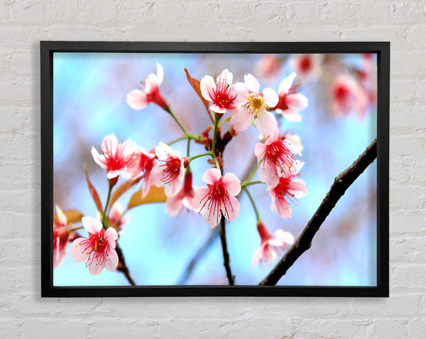 Wild Himalayan Cherry Framed Print