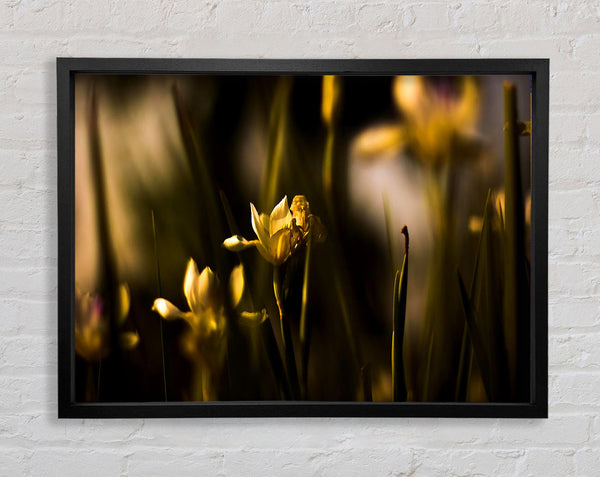 Withered Yellow Flowers Framed Print