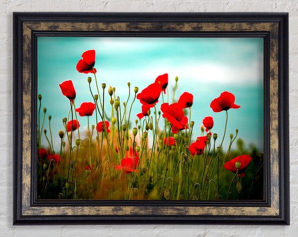 Beautiful Poppy Field Skies Framed Print
