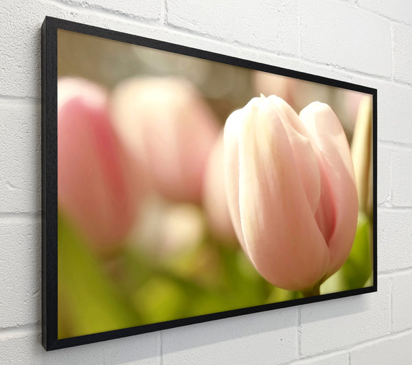Baby Pink Tulip