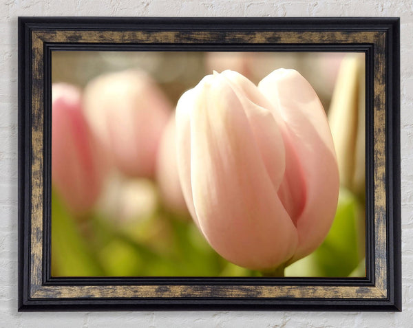 Baby Pink Tulip Framed Print