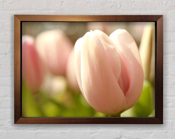 Baby Pink Tulip Framed Print