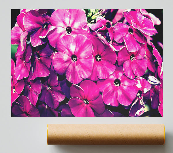 Fiore Poster